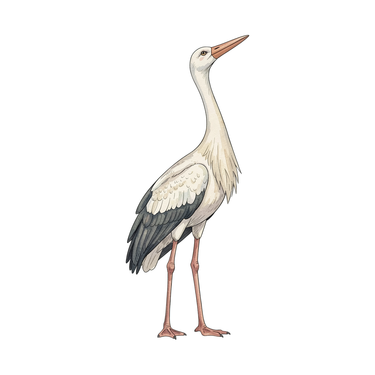 storch-einzel-5.png