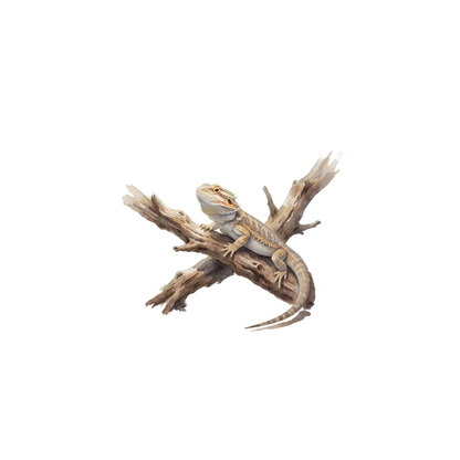 Bartagame-einzel-3.png