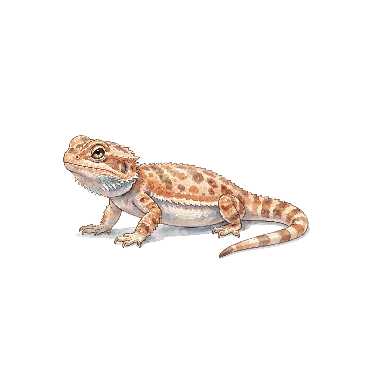 Bartagame-einzel-4.png