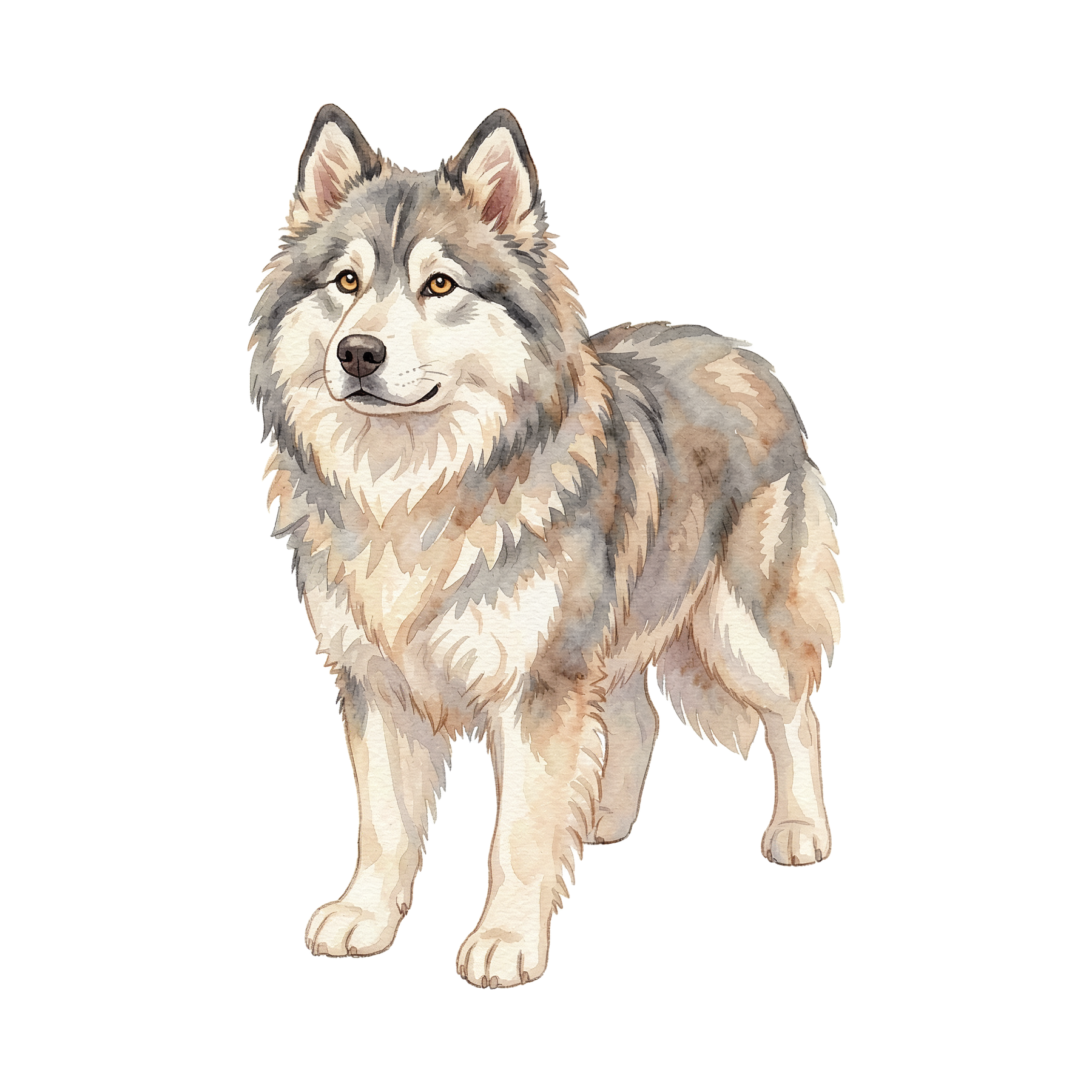 Husky-einzel-1.png