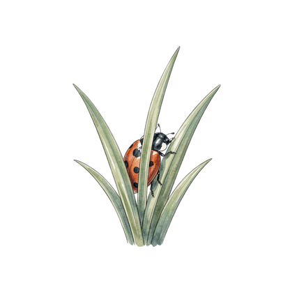 Marienkäfer-einzel-1.png