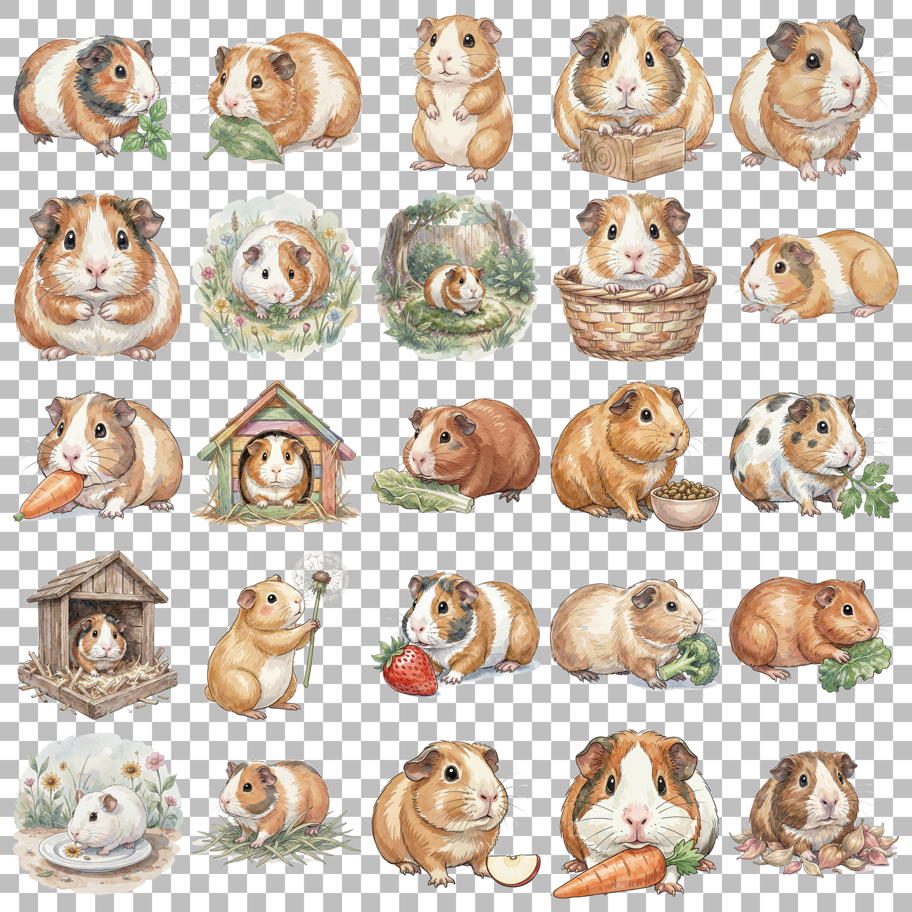 Meerschweinchen-transparent.png