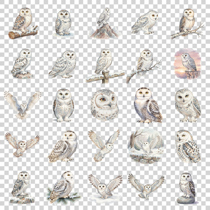 Schneeeule-transparent.png