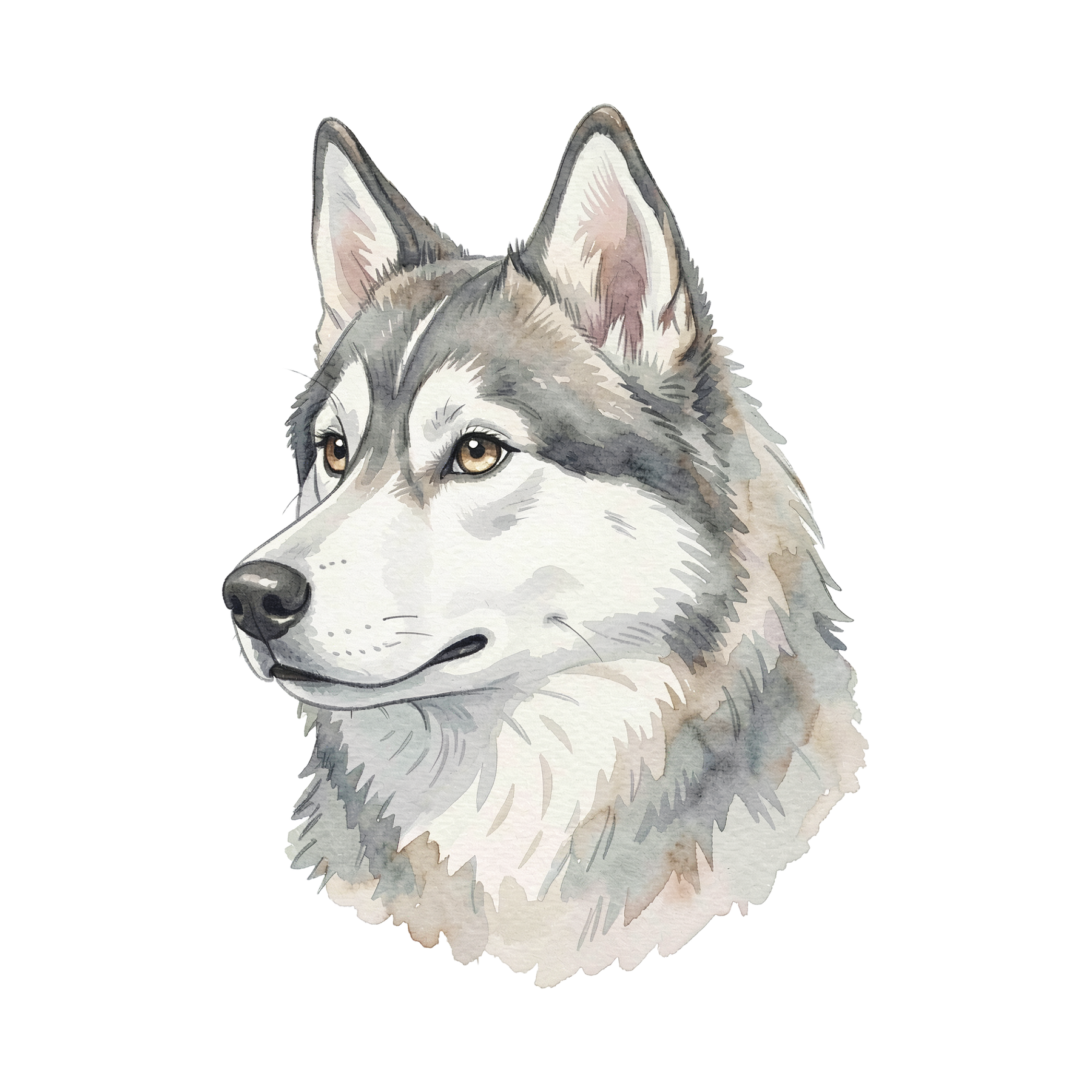 Siberian Husky-einzel-1.png