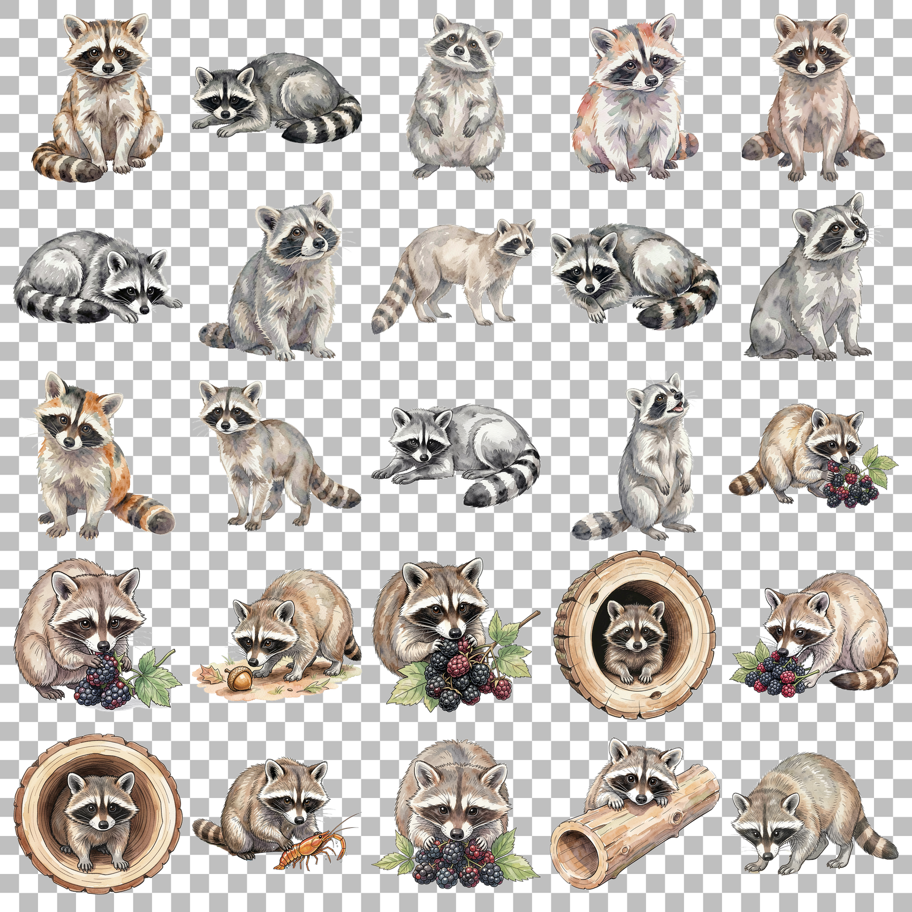 Waschbär-transparent.png