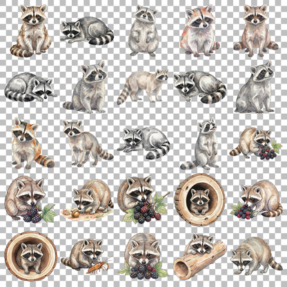 Waschbär-transparent.png