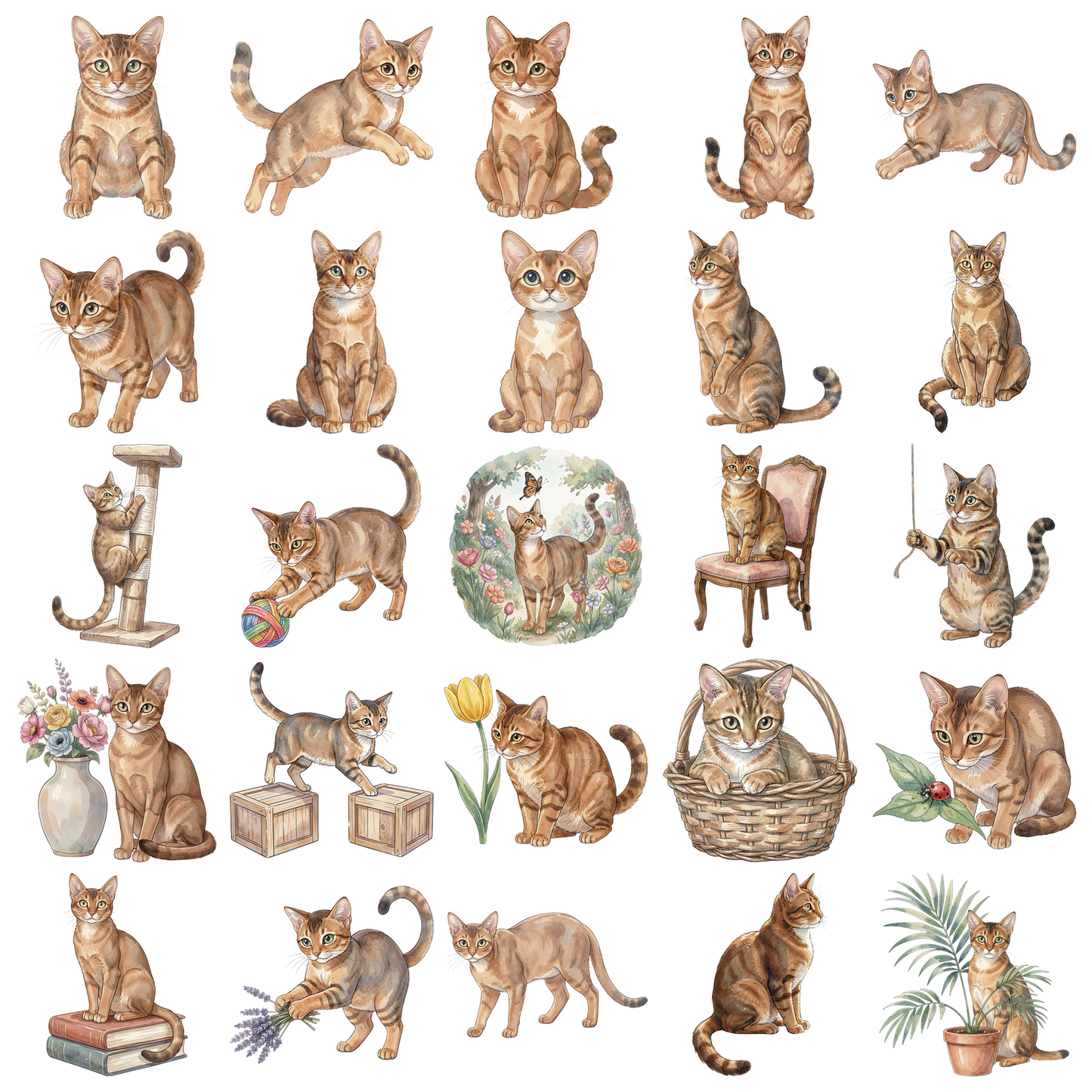 abyssinier-katze-titelbild.png