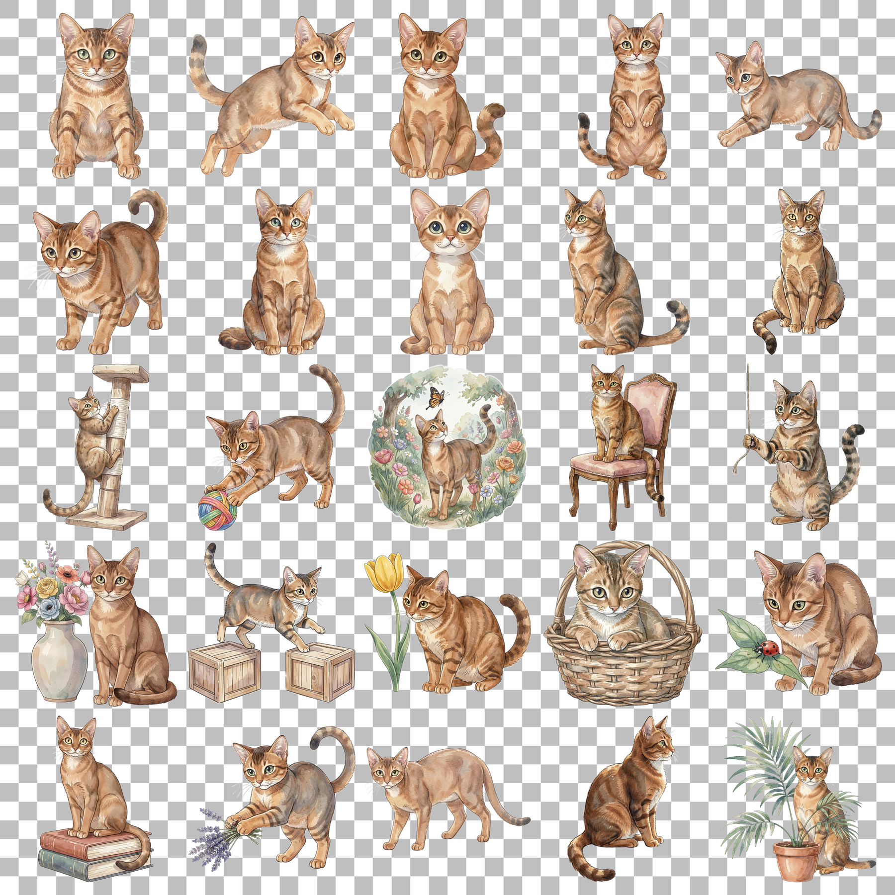abyssinier-katze-transparent.png