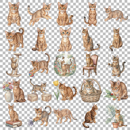abyssinier-katze-transparent.png