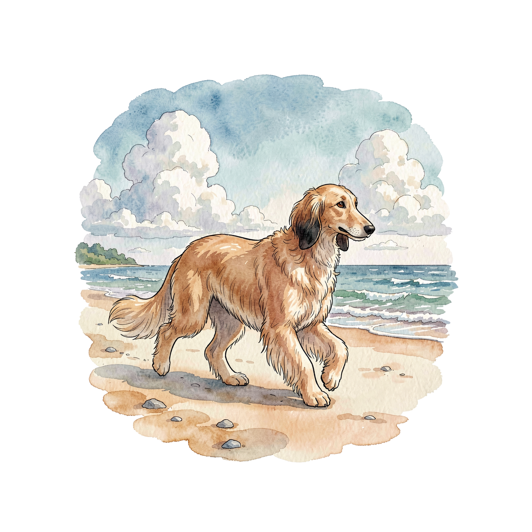 afghanischer-windhund-einzel-2.png