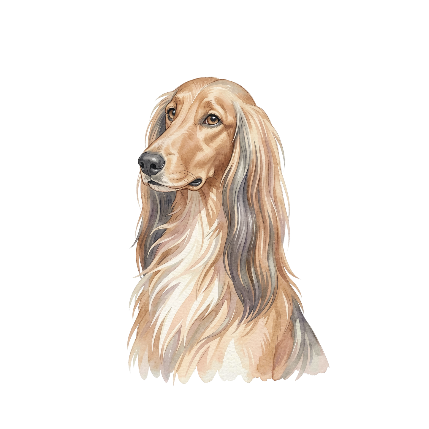 afghanischer-windhund-einzel-3.png