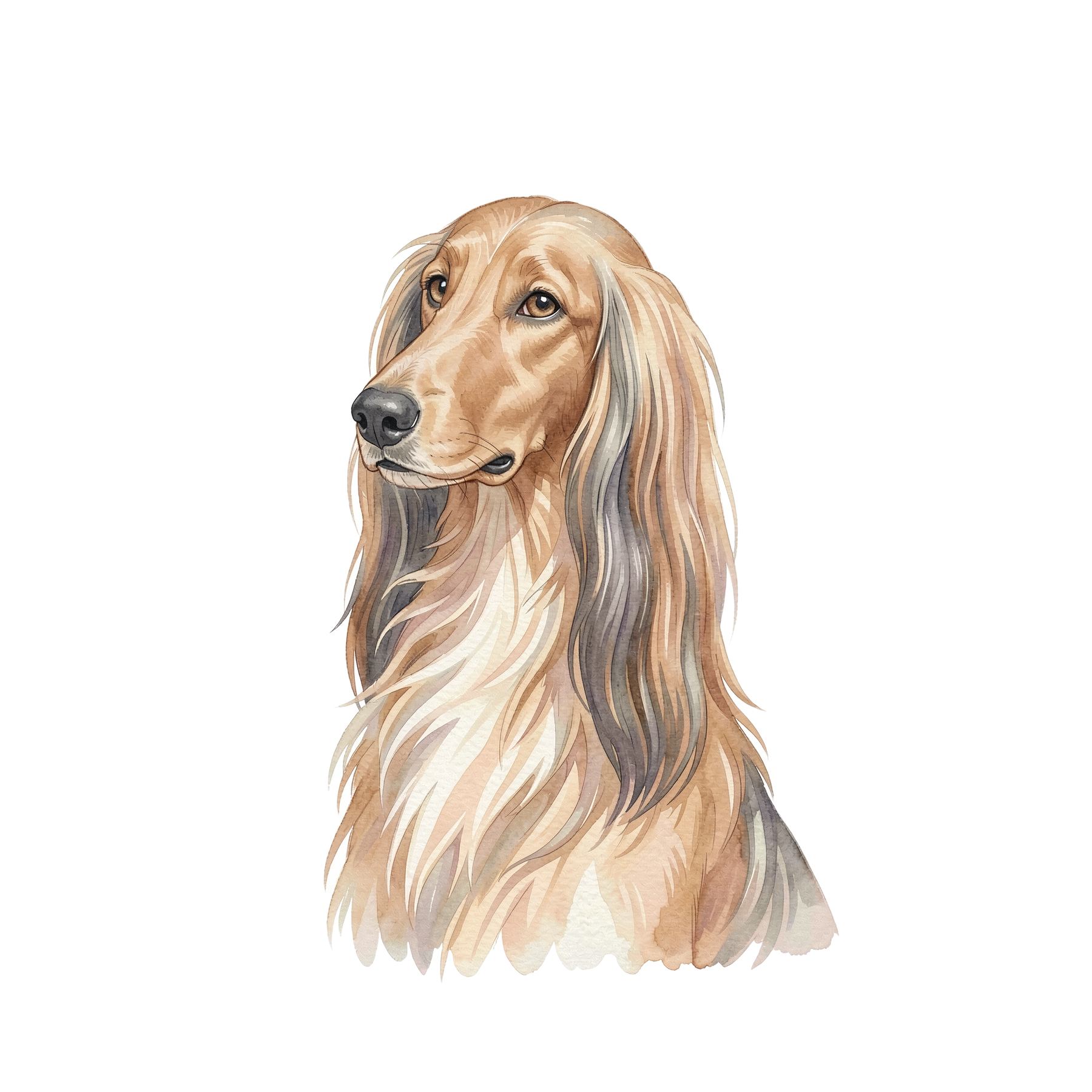 afghanischer-windhund-einzel-3.png