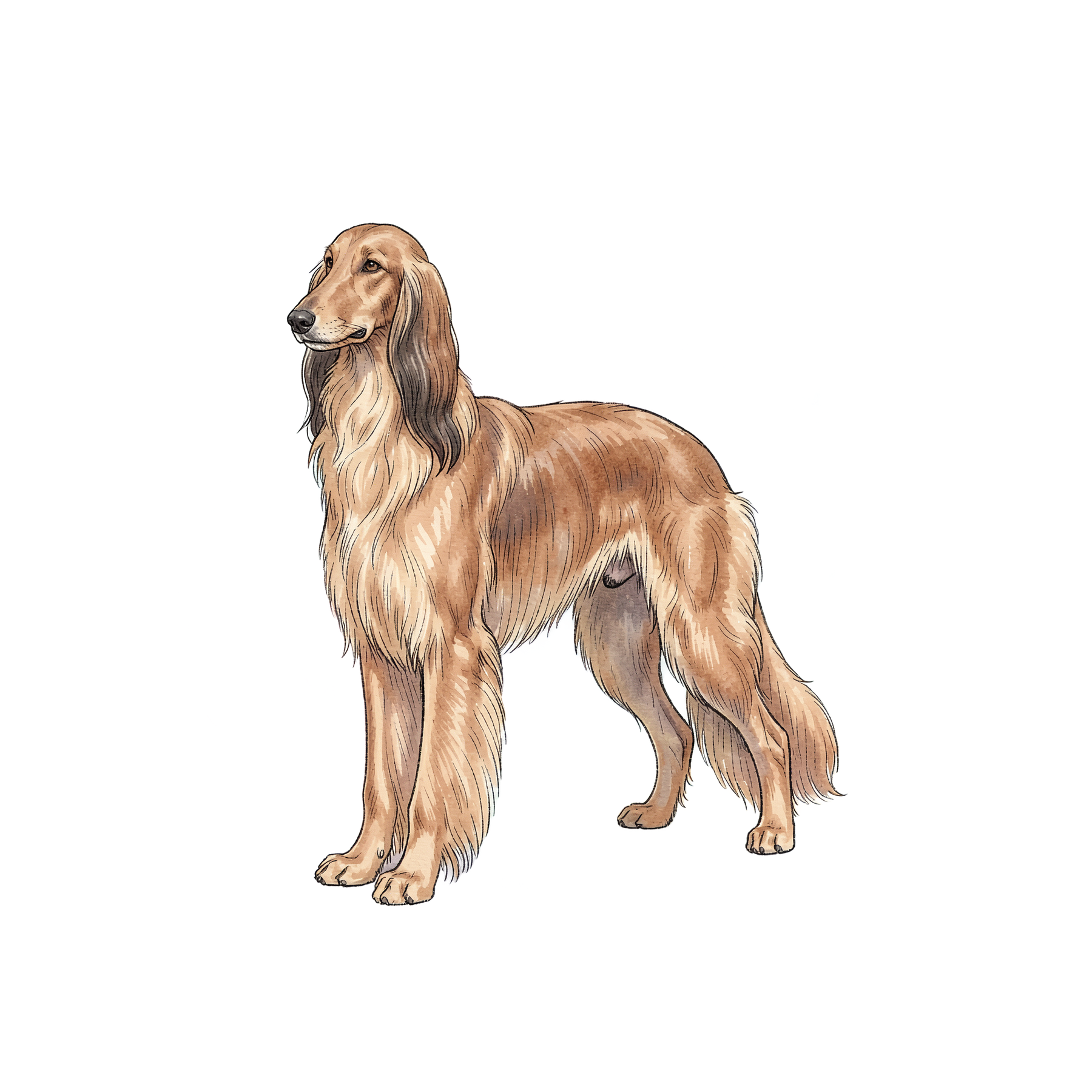 afghanischer-windhund-einzel-4.png