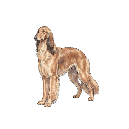 afghanischer-windhund-einzel-4.png