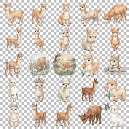 alpaka-baby-transparent.png