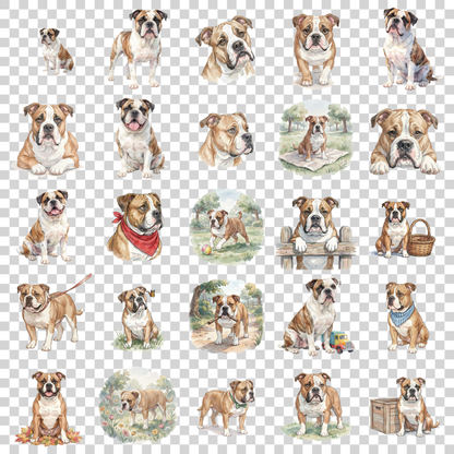 amerikanische-bulldogge-transparent.png