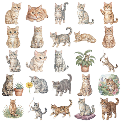 amerikanische-kurzhaar-katze-titelbild.png
