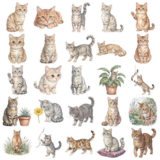 amerikanische-kurzhaar-katze-titelbild.png