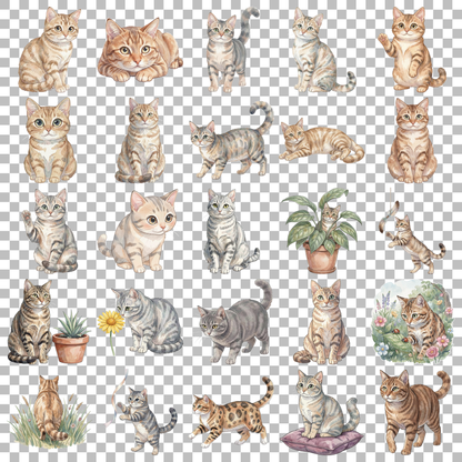 amerikanische-kurzhaar-katze-transparent.png