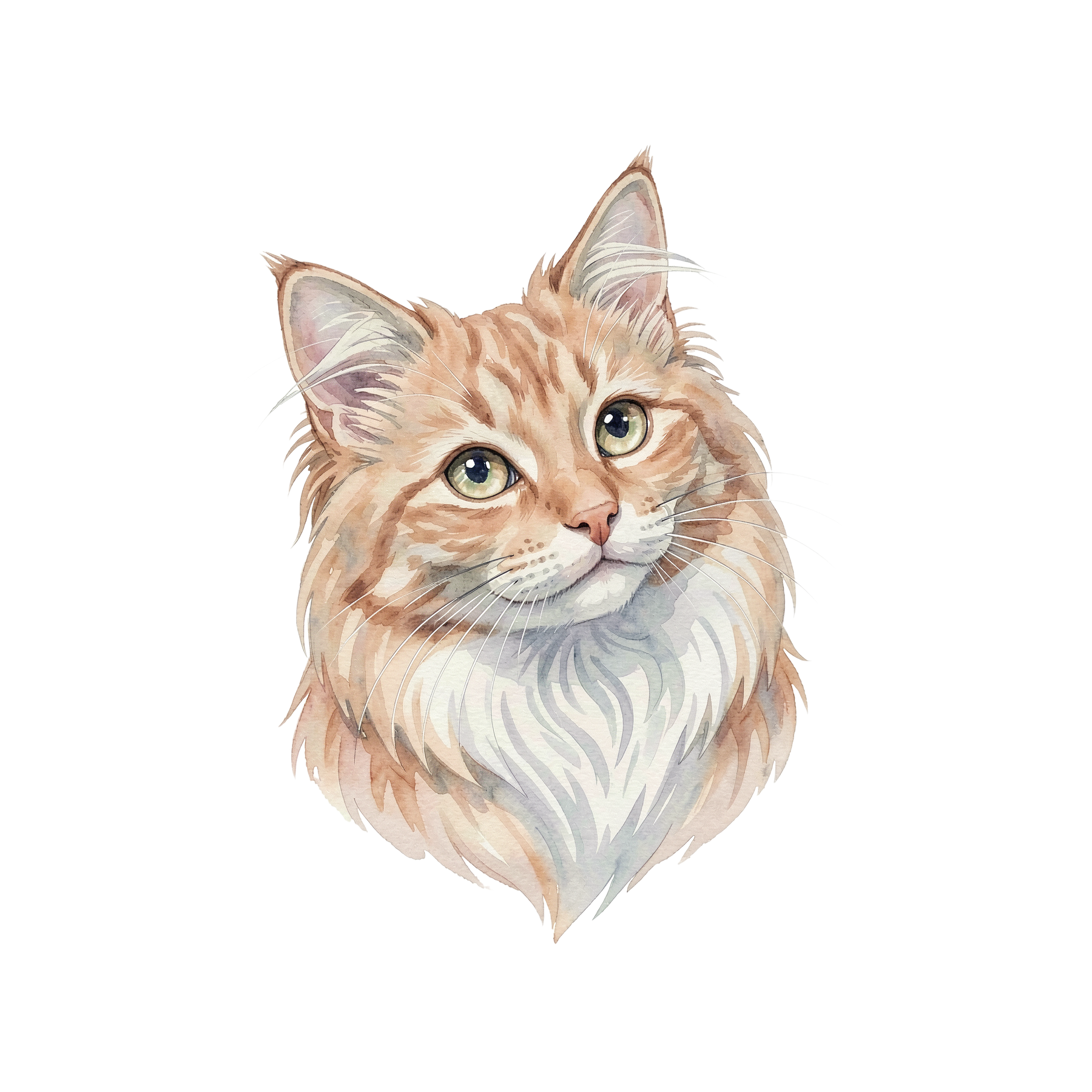 angora-katze-einzel-2.png