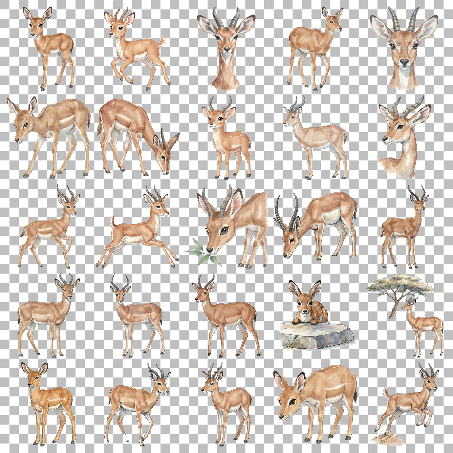 antilope-transparent.png