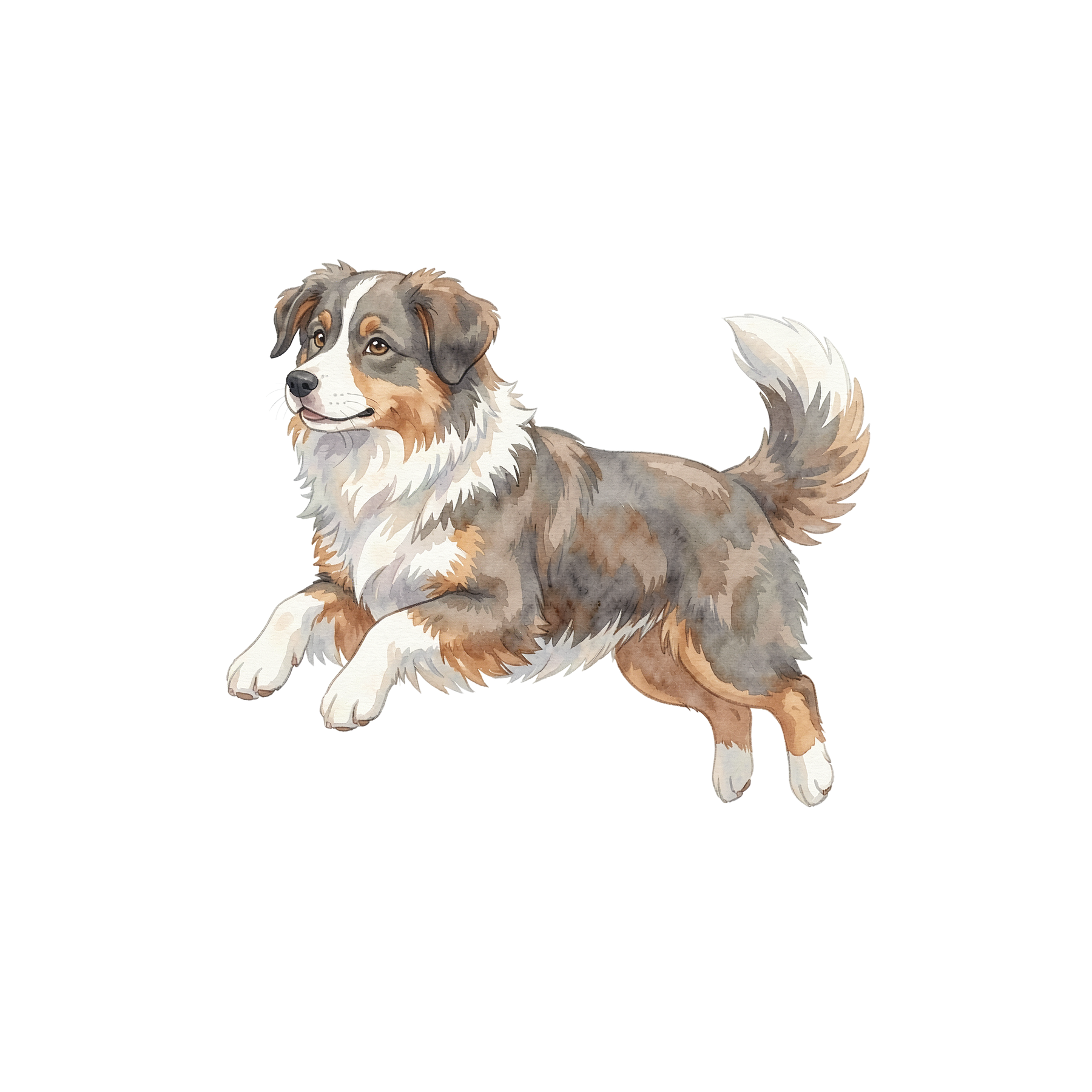 australischer-shepherd-einzel-3.png