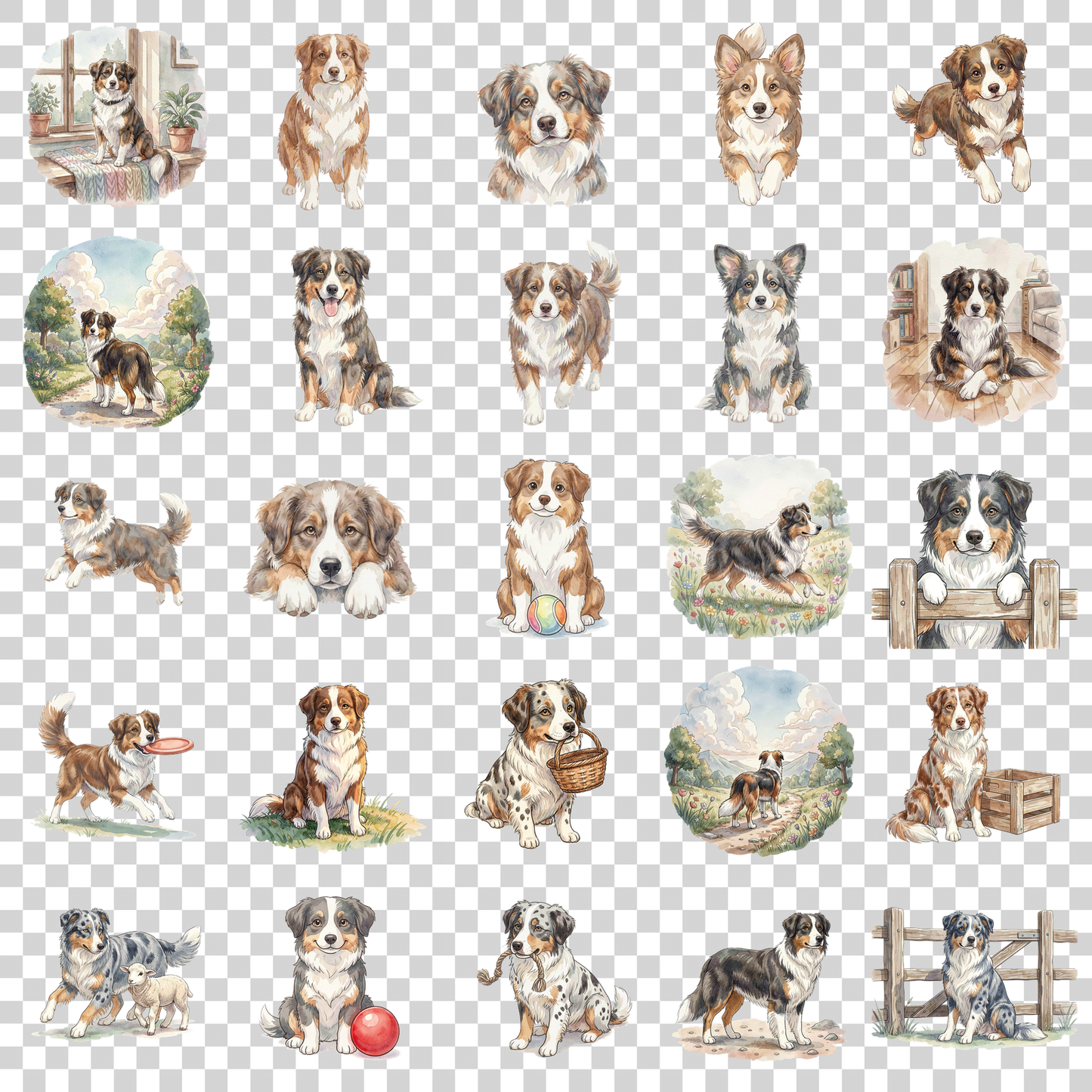 australischer-shepherd-transparent.png