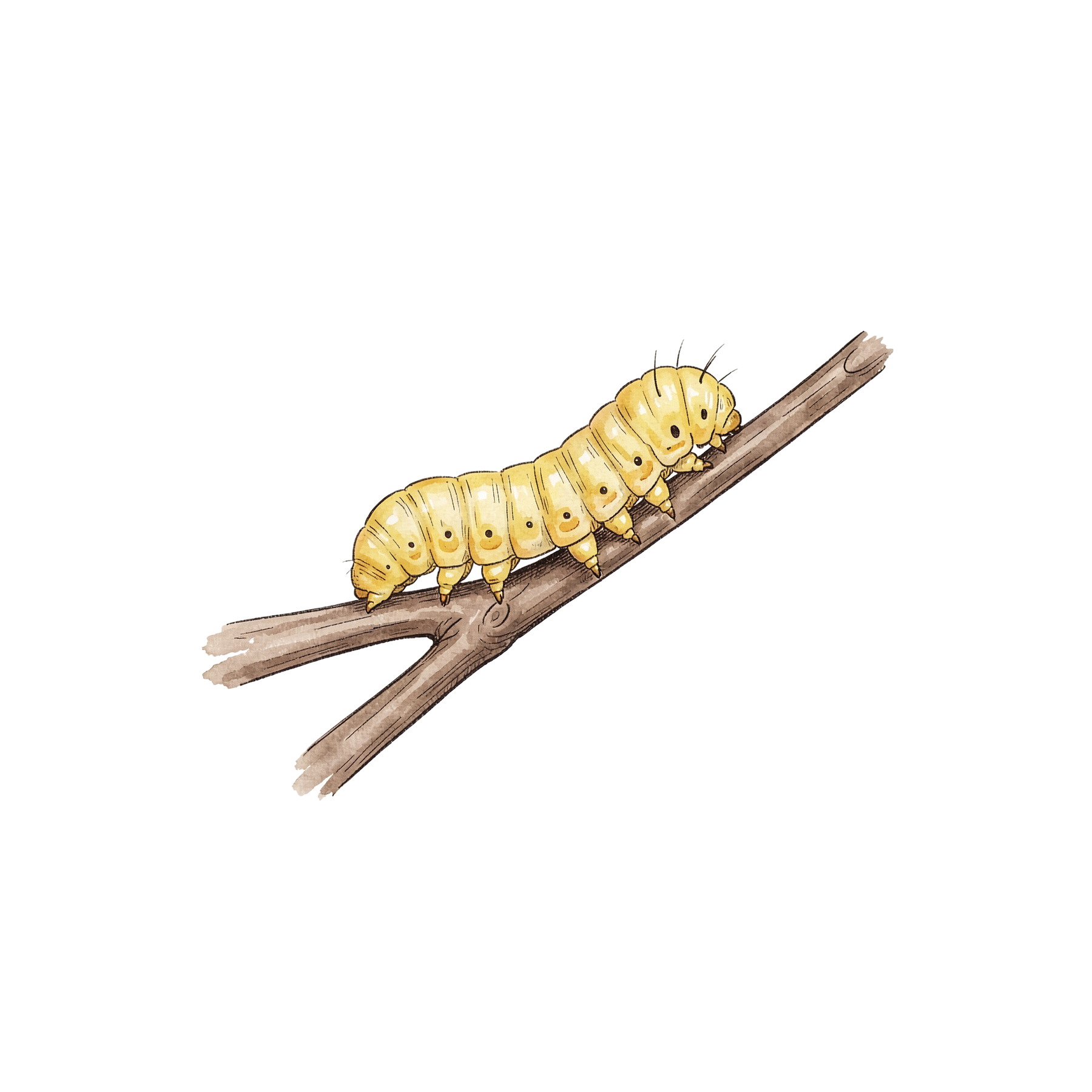 beliebte-garteninsekten-einzel-2.png