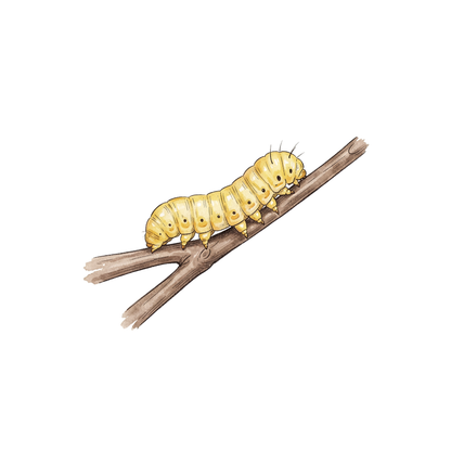 beliebte-garteninsekten-einzel-2.png