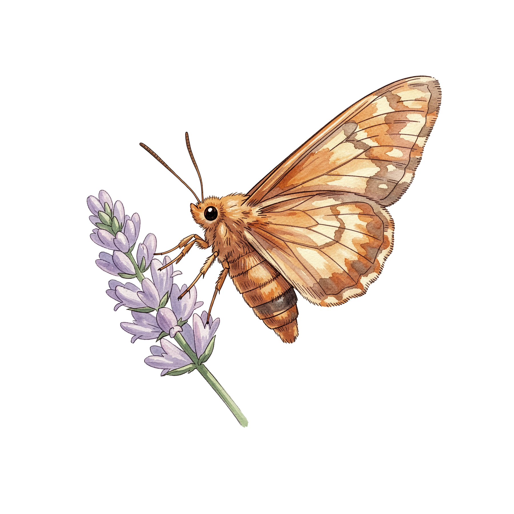 beliebte-garteninsekten-einzel-4.png