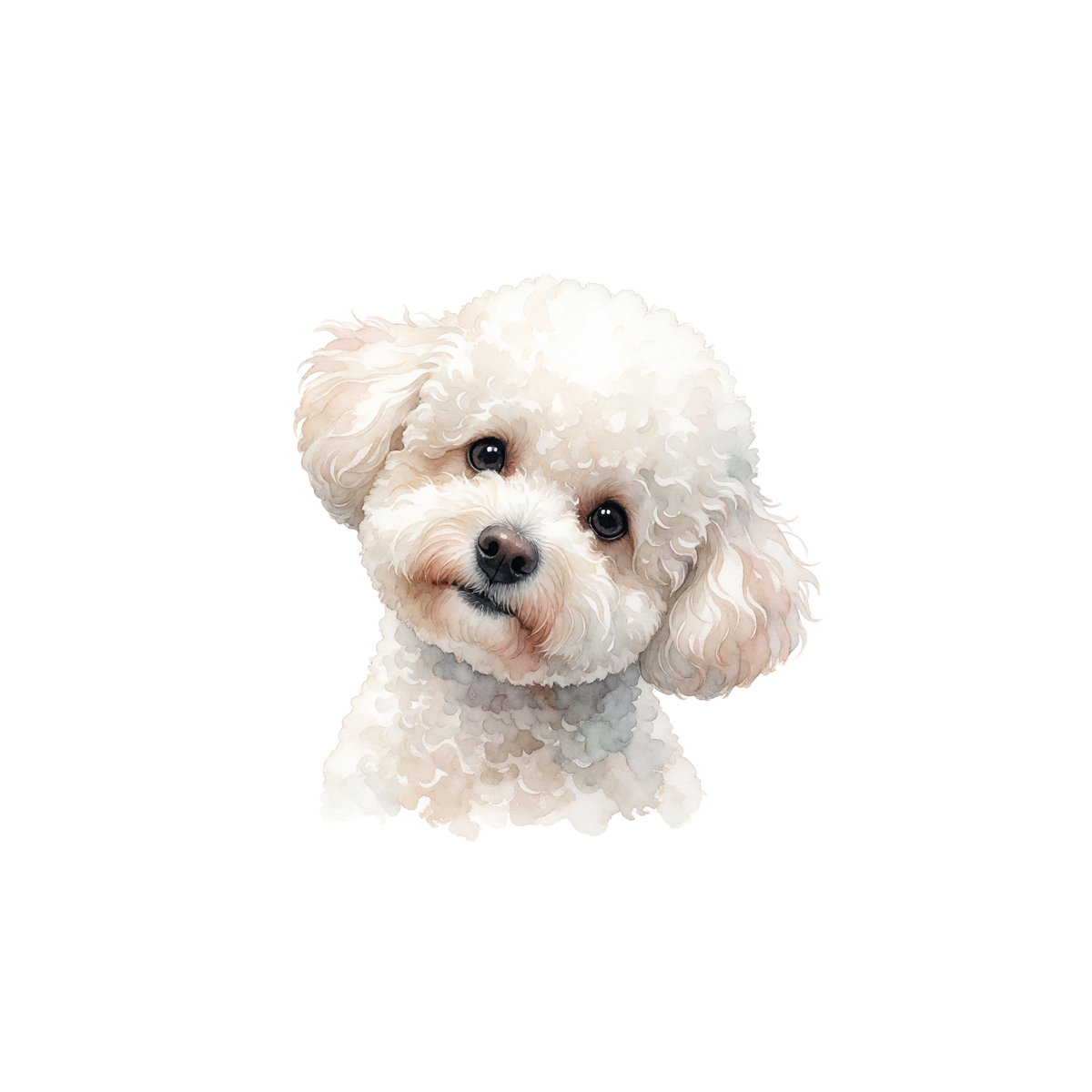 bichon-frise-einzel-1.png