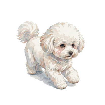 bichon-frise-einzel-2.png