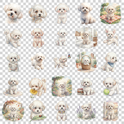 bichon-frise-transparent.png