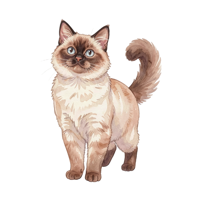 birmanenkatze-einzel-1.png