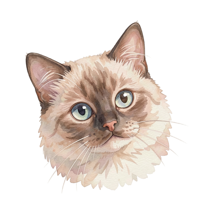 birmanenkatze-einzel-2.png