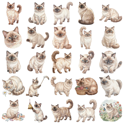 birmanenkatze-titelbild.png