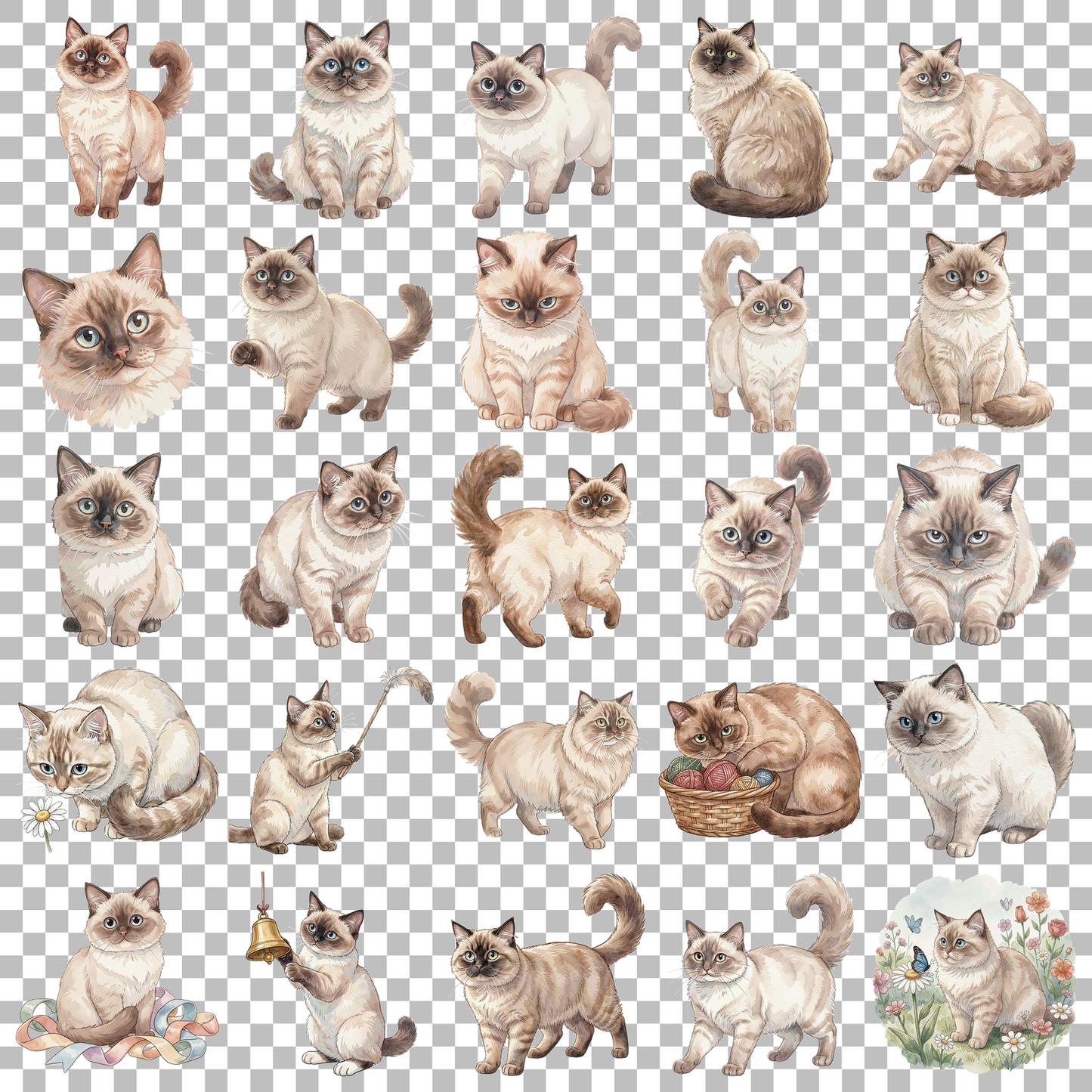birmanenkatze-transparent.png