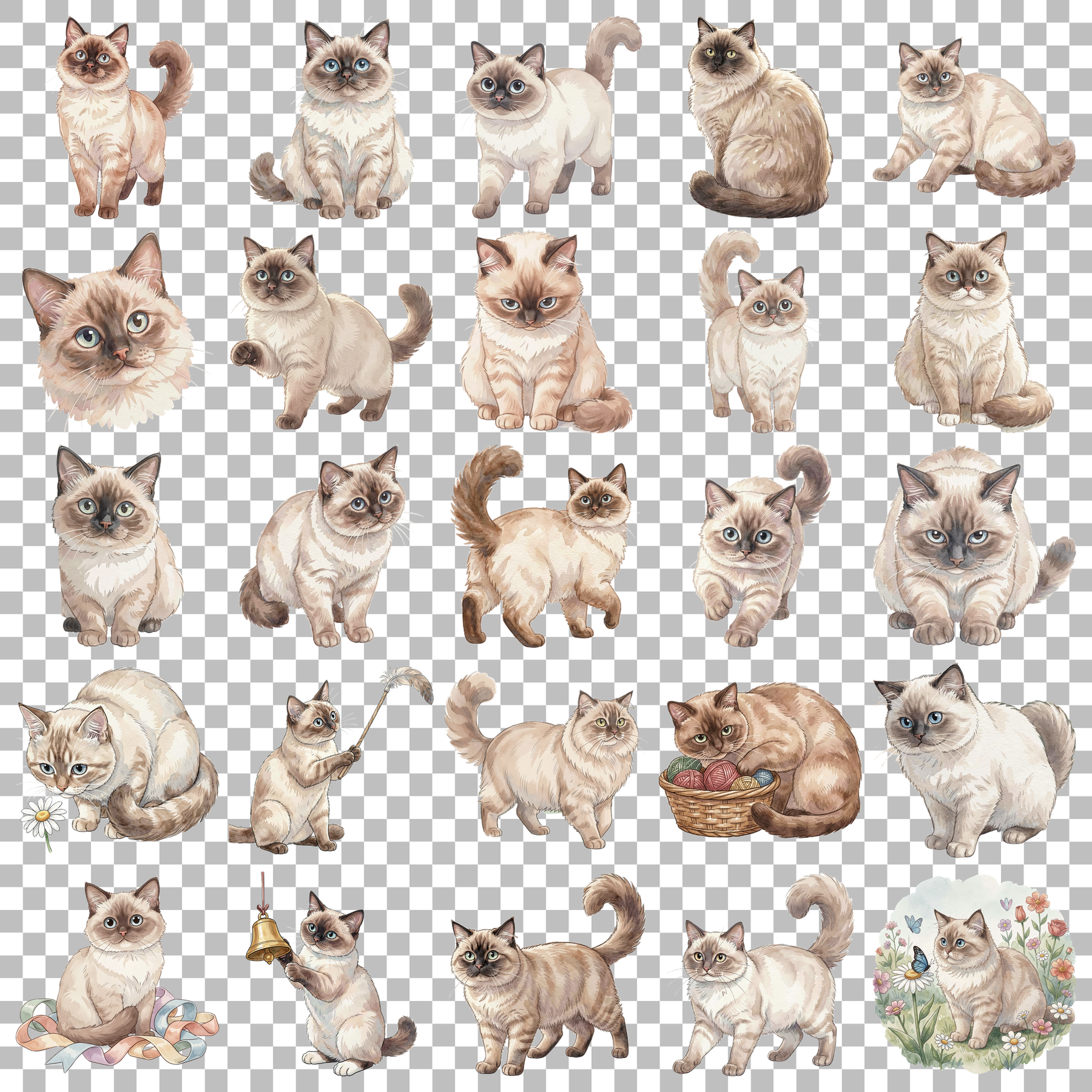 birmanenkatze-transparent.png