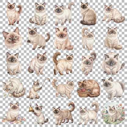 birmanenkatze-transparent.png