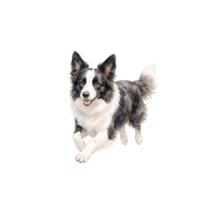 border-collie-einzel-1.png