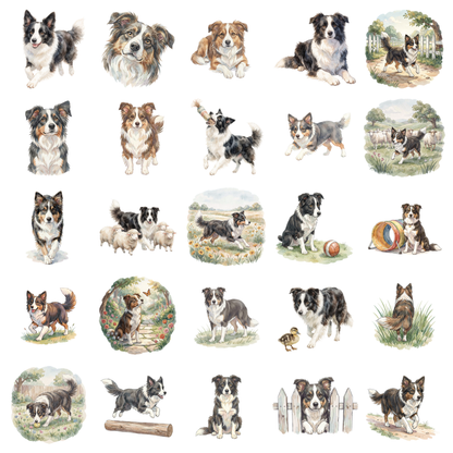 border-collie-titelbild.png