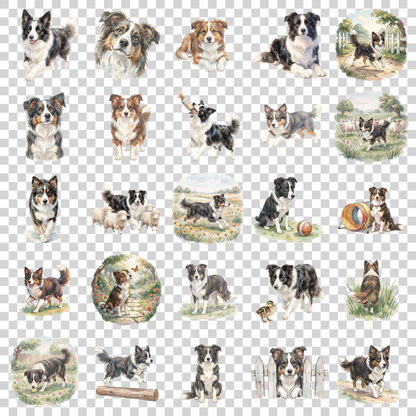 border-collie-transparent.png