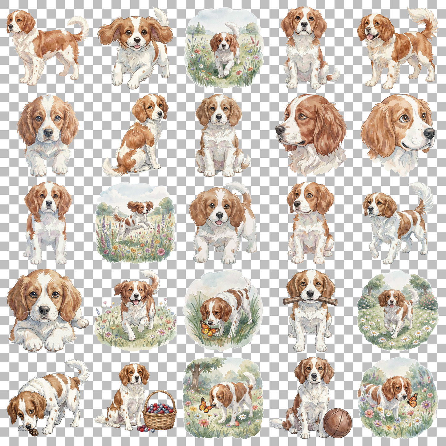 bretonischer-spaniel-transparent.png
