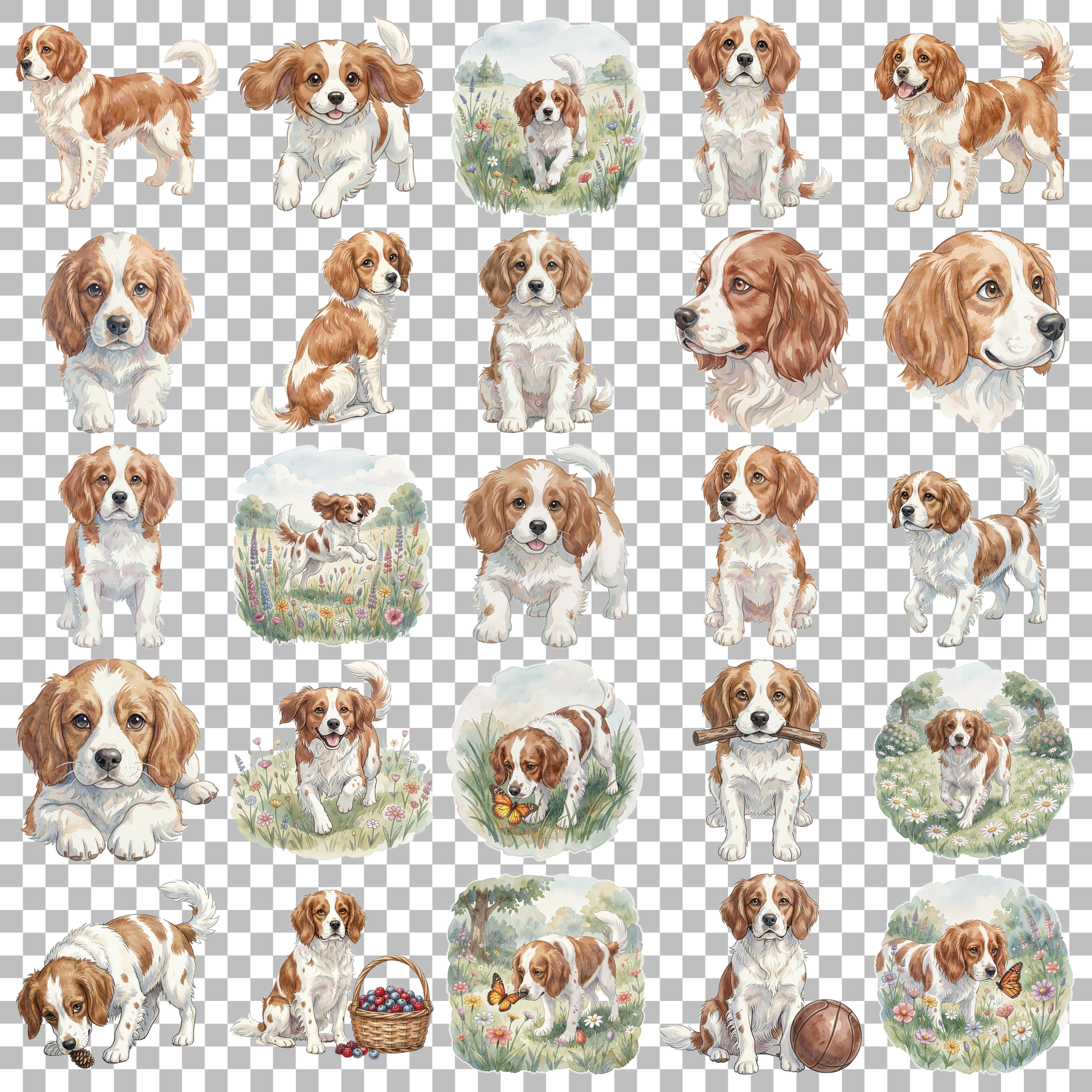 bretonischer-spaniel-transparent.png