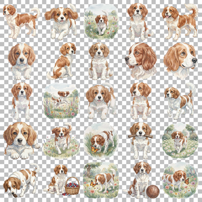 bretonischer-spaniel-transparent.png