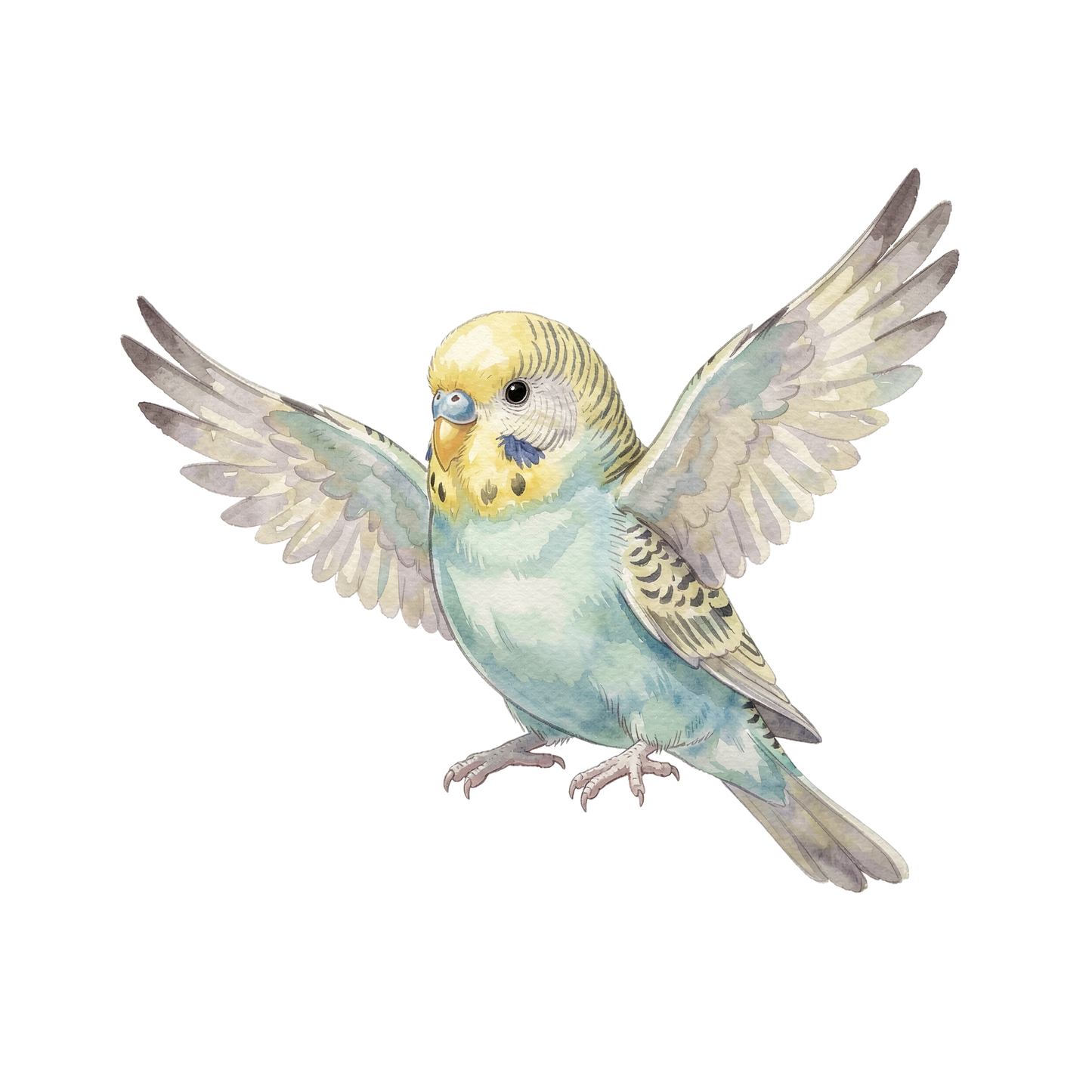 buntwellensittich-einzel-3.png