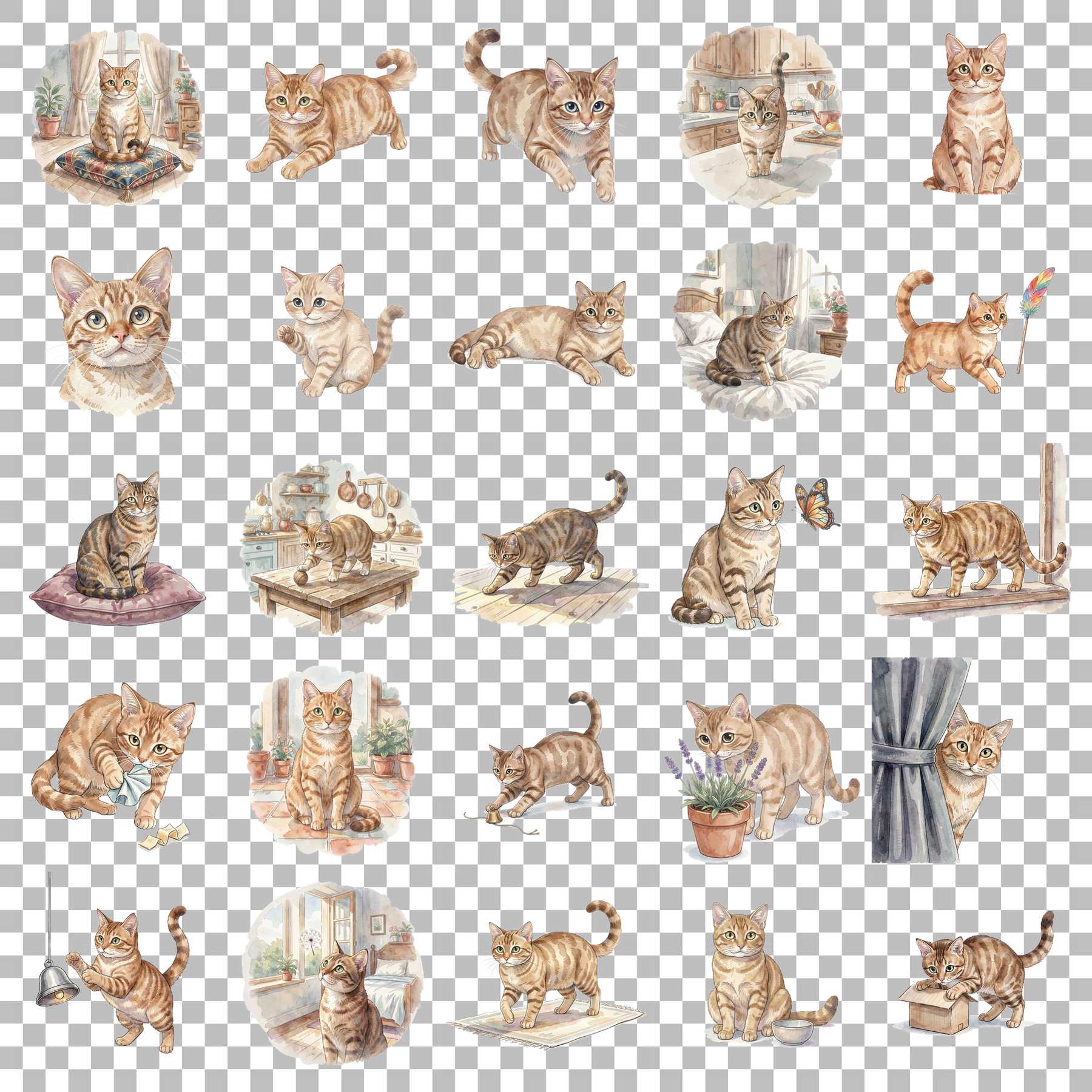 burmesenkatze-transparent.png