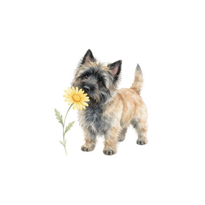 cairn-terrier-einzel-3.png