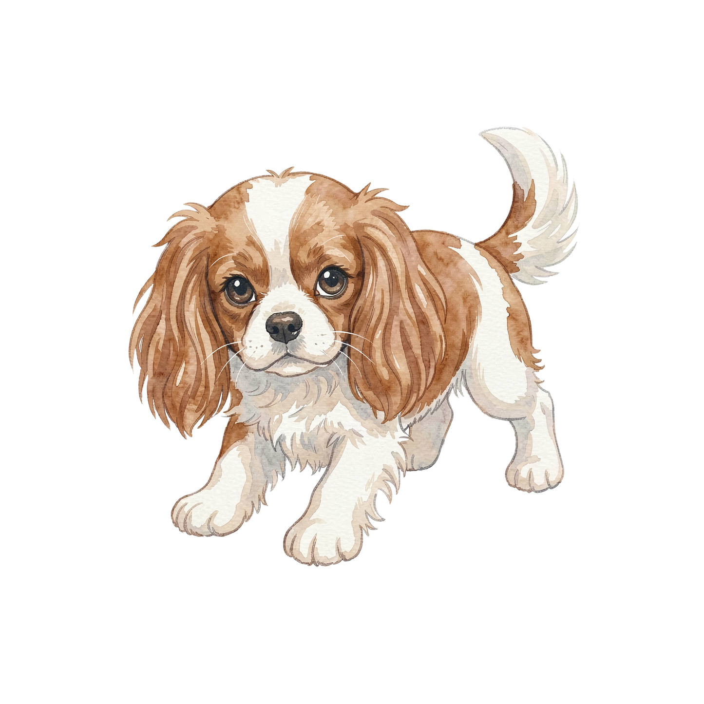 cavalier-king-charles-spaniel-einzel-2.png