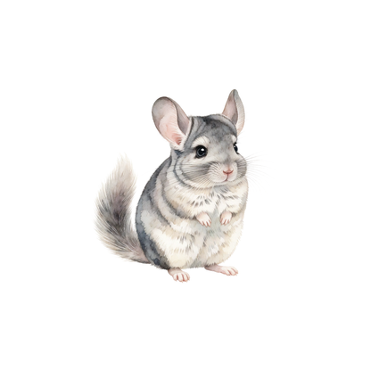chinchilla-einzel-1.png